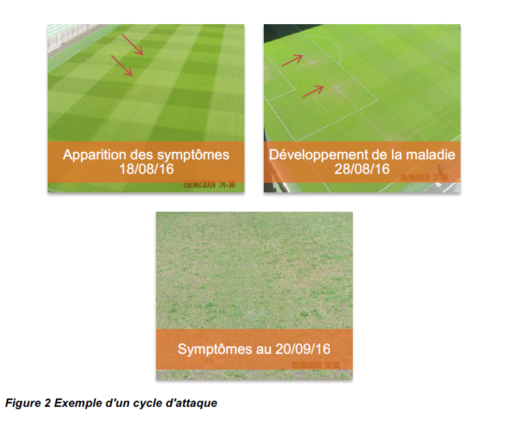 pyricularia symptômes