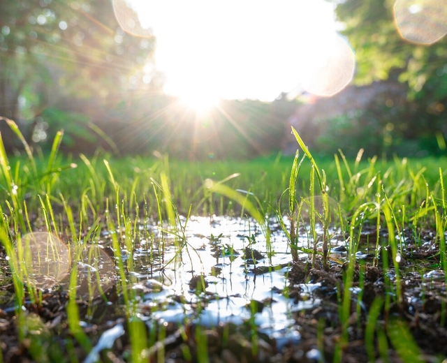 influence de la pluie sur les racines